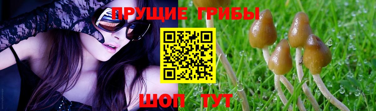 Каменка  Псилоцибиновые грибы ЛСД  Вход с VPN 